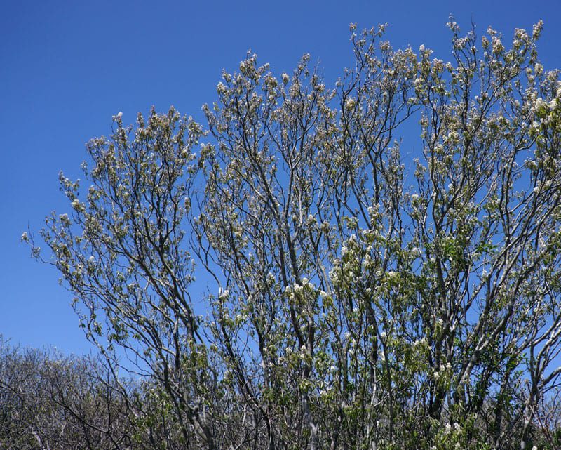 Shadbush in Shadmoor Nature Reserve