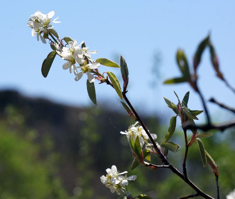 Shadbush blossom