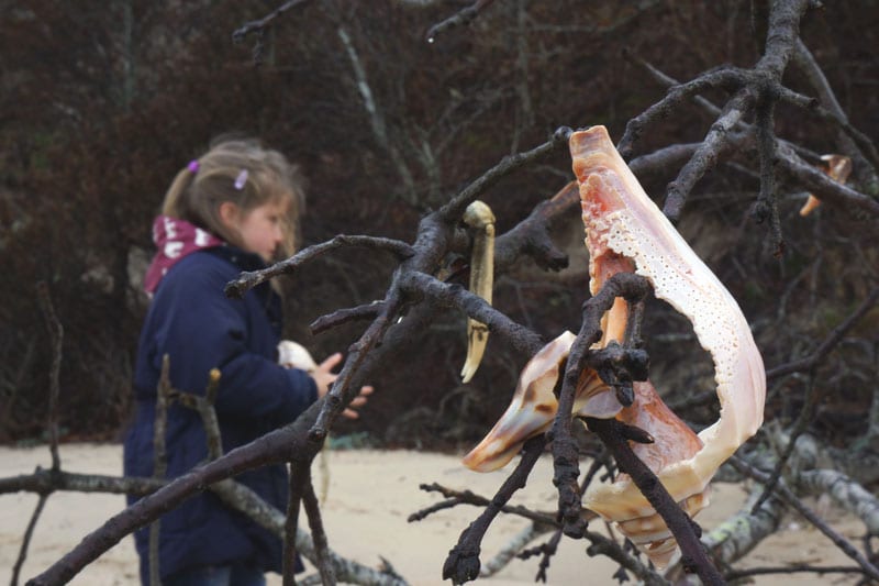 Luce picking shells on tree