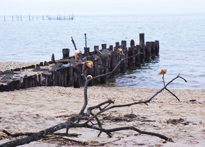 Alberts Landing beach Hamptons shell tree