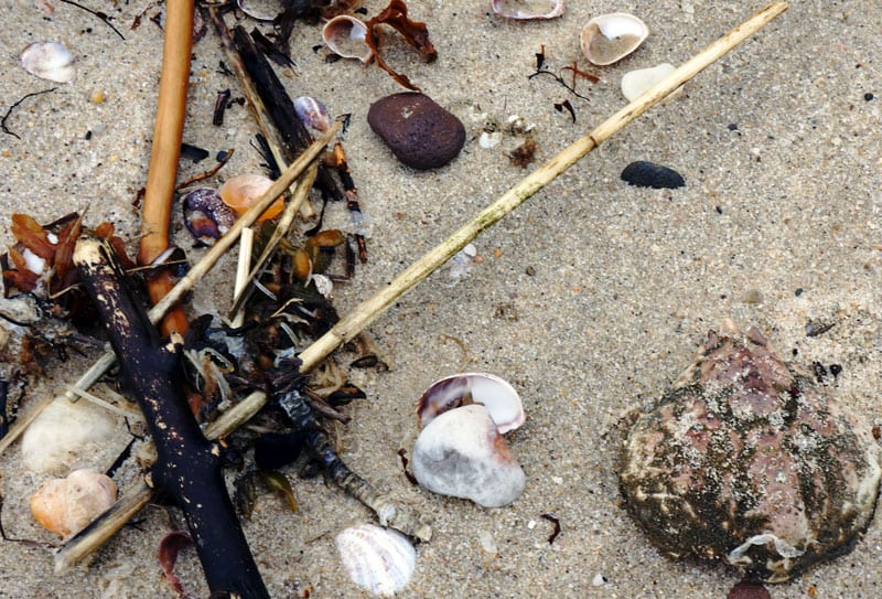 Beachcombing Alberts Landing