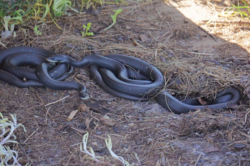 Northern black racers under SOFO wood plank