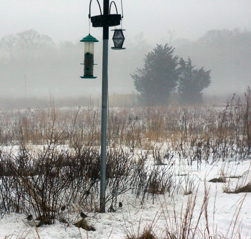 Birds and birdfeeders winter SOFO