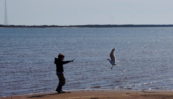 Theo chasing seagull in Napeague Harbor, NY