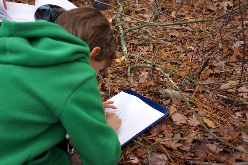 leaf rubbing