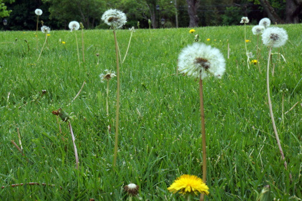 Field with dandelions