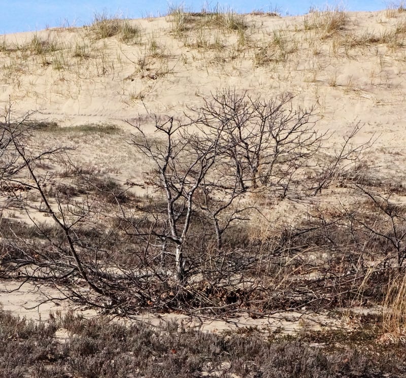 Treetops sticking out of The Walking Dunes
