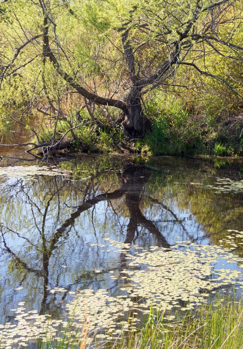 Tree and reflection