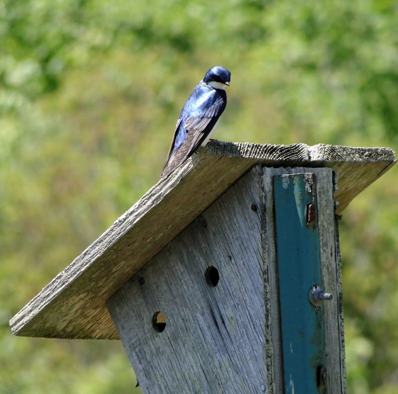 SOFO Hamptons swallow nest