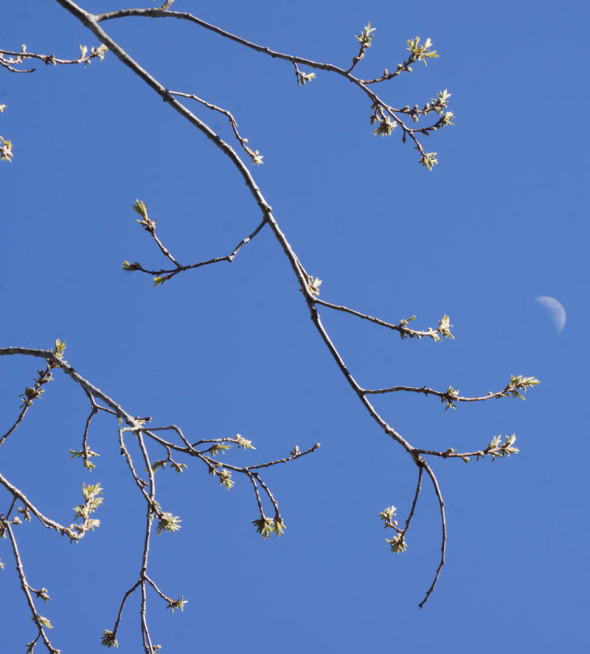 tree buds and half moon