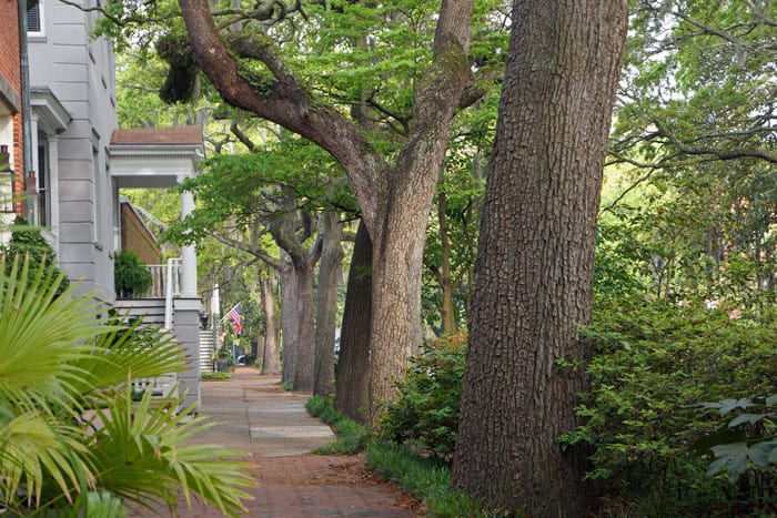 oak trees in Savannah street