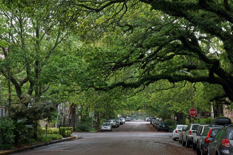 branches arching over Savannah street