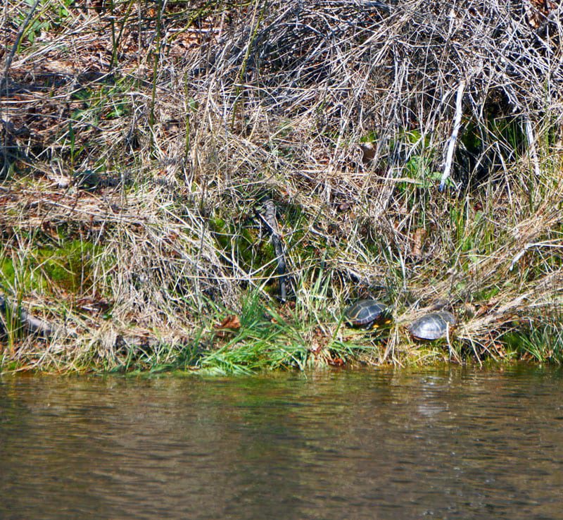 SOFO Hamptons basking turtles