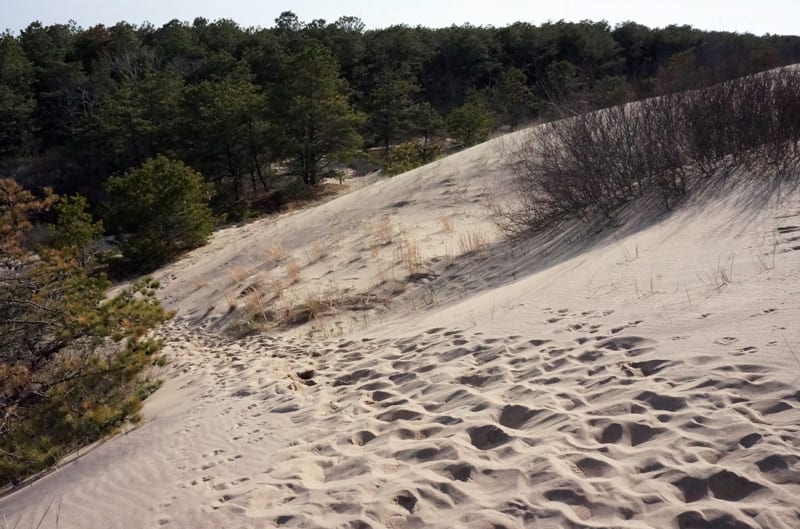 The Walking Dunes and forest