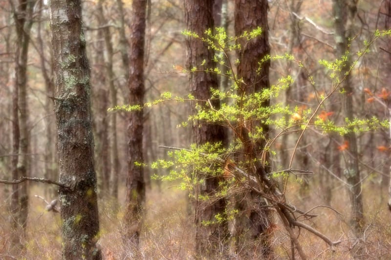 Forest trail in the Hamptons