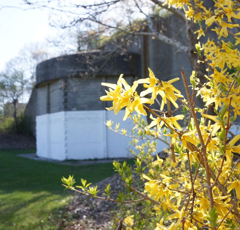 Battery 113 behind flowers