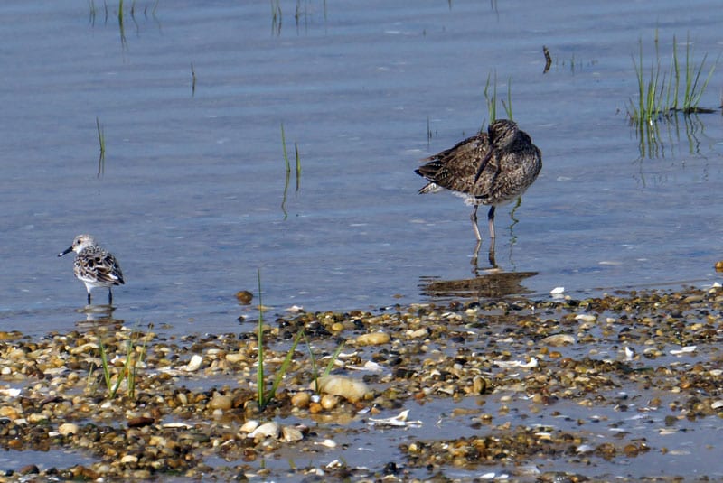 wading birds