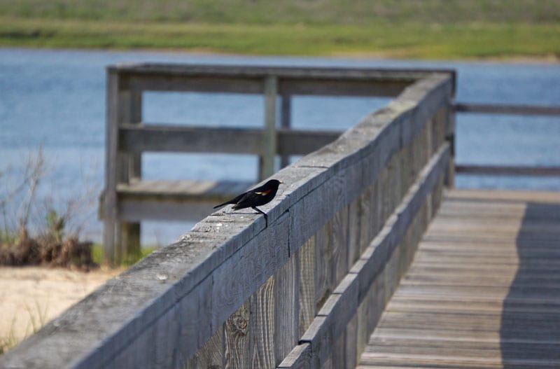 Red winged blackbird Munn Point boardwalk