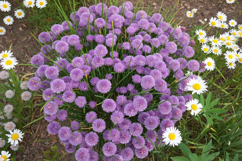 Flowering bush of chives