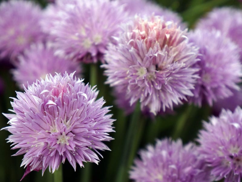 Chive flower