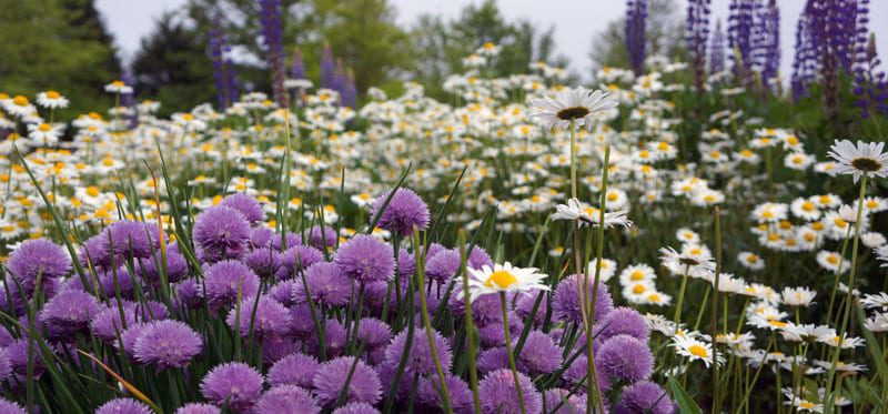 chives daisies lupines