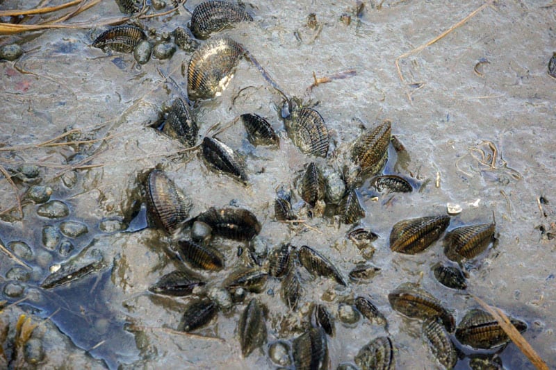 clams and shells in mud