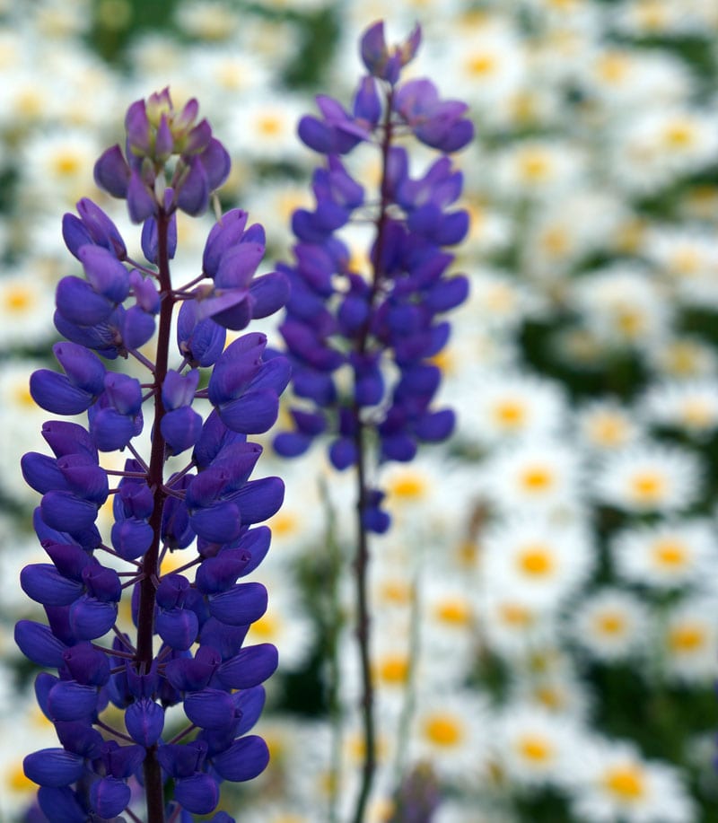 Lupine with daisies background