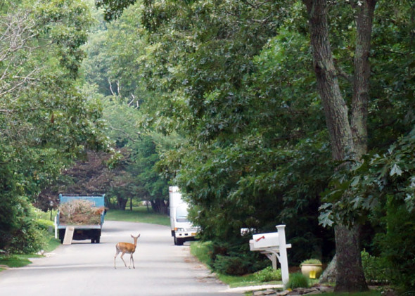 Deer in road