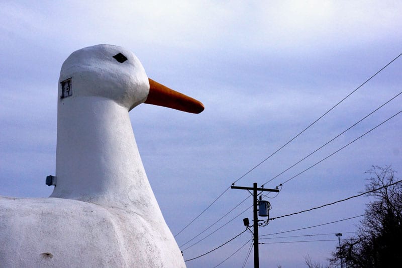 The Big Duck's head