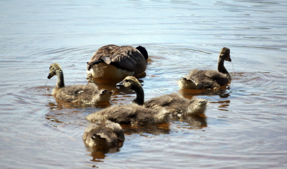 Goslings in pond