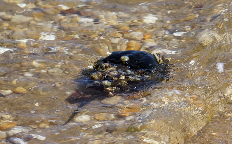 Horseshoe crab by Munn Point