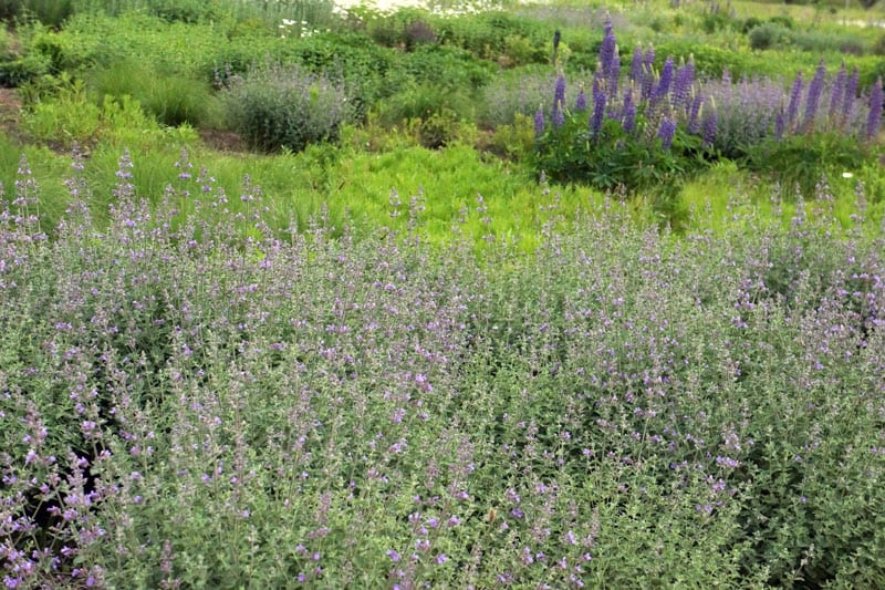 Shrubs of lavender