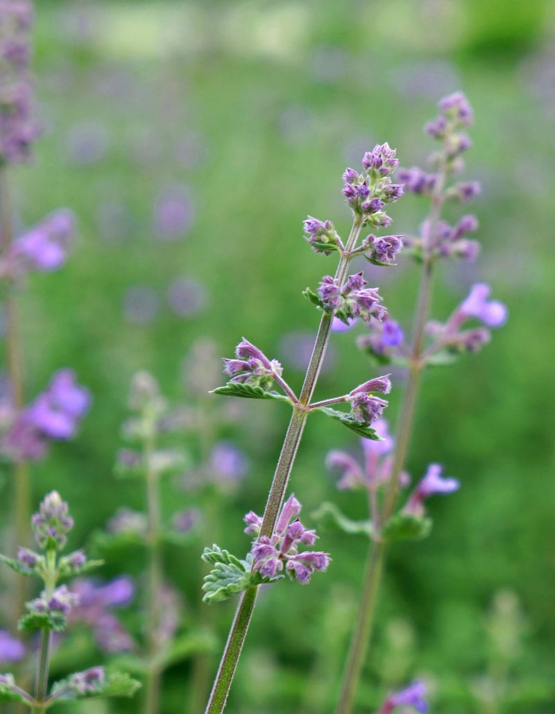 lavender flowers