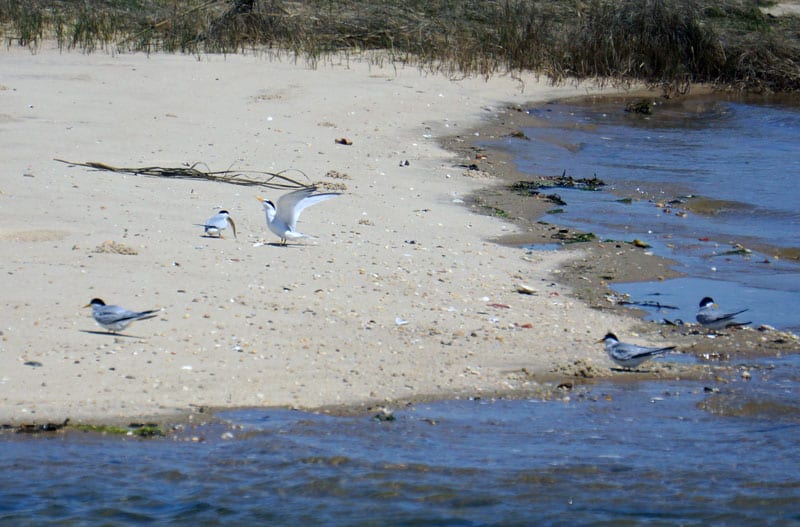 Least Tern