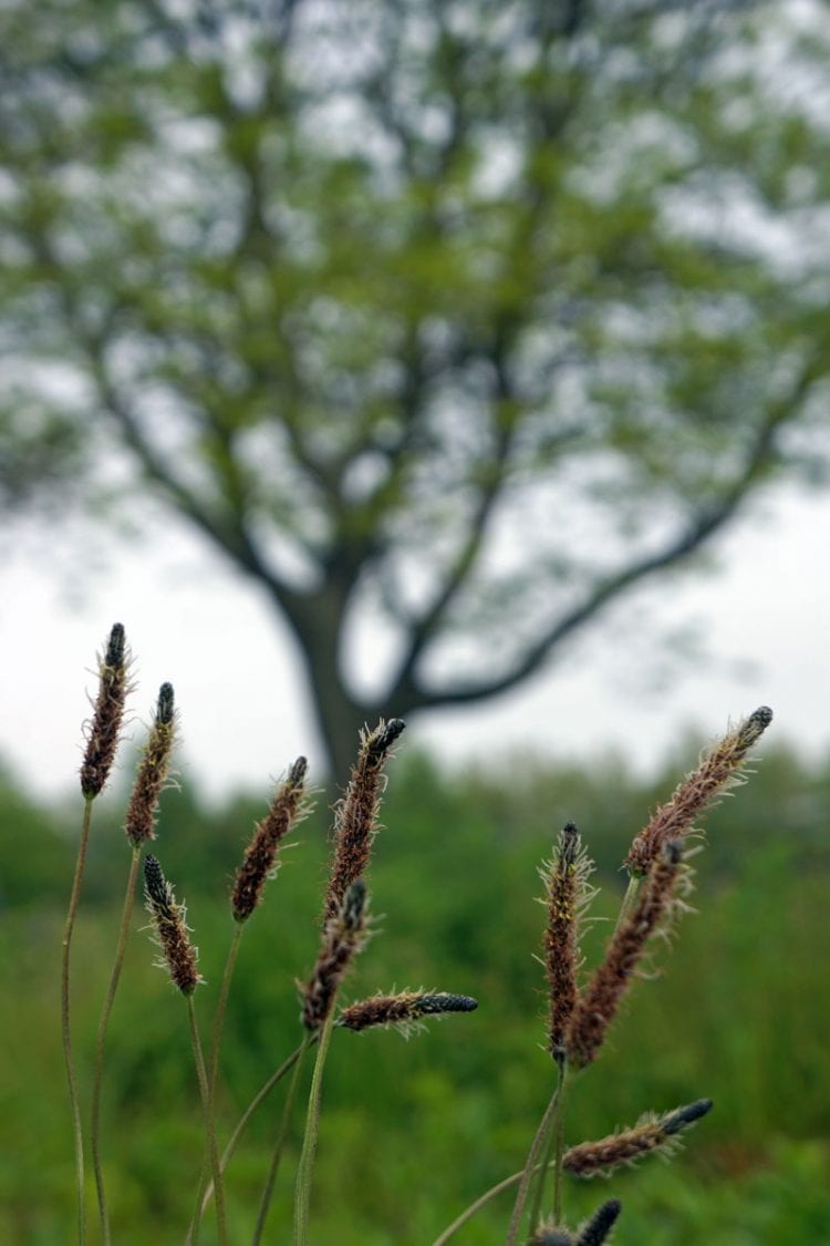 Mini cattails and tree