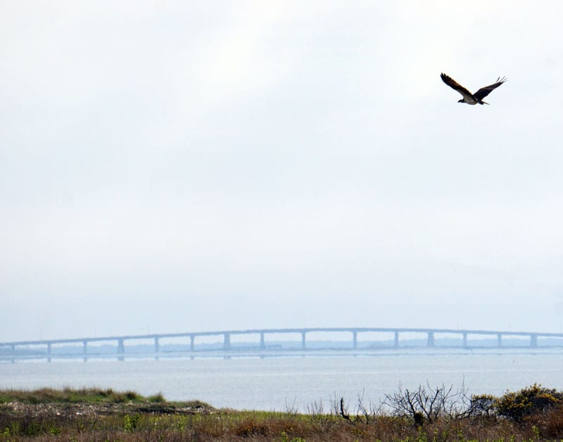 Osprey in sky over Shinnecock Bay