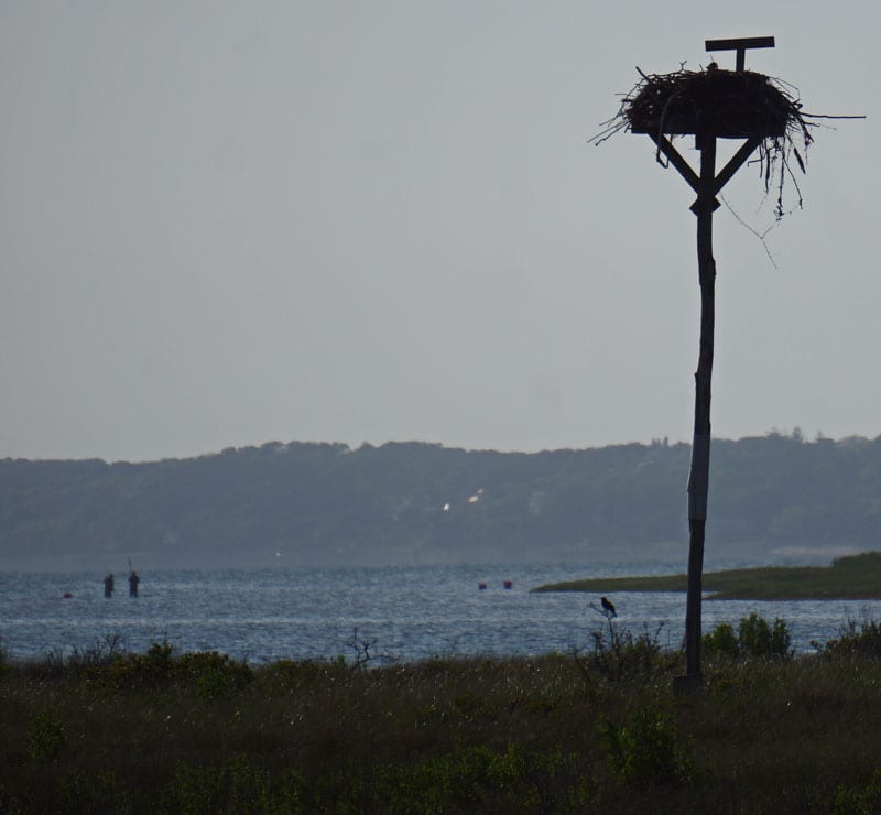 silhouette fishermen Osprey nest pole Munn Point