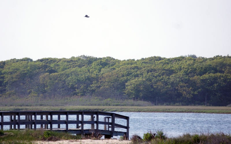 Osprey flying by Shinnecock Indian reservation