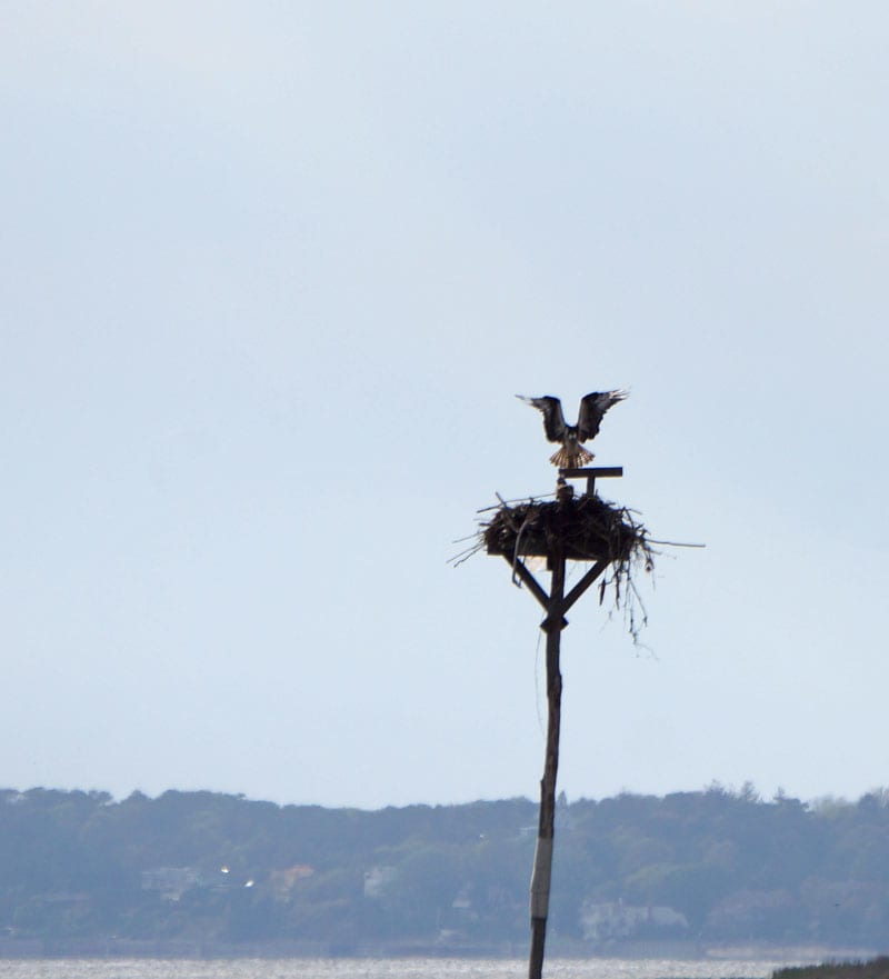 Osprey nest pole Munn Point