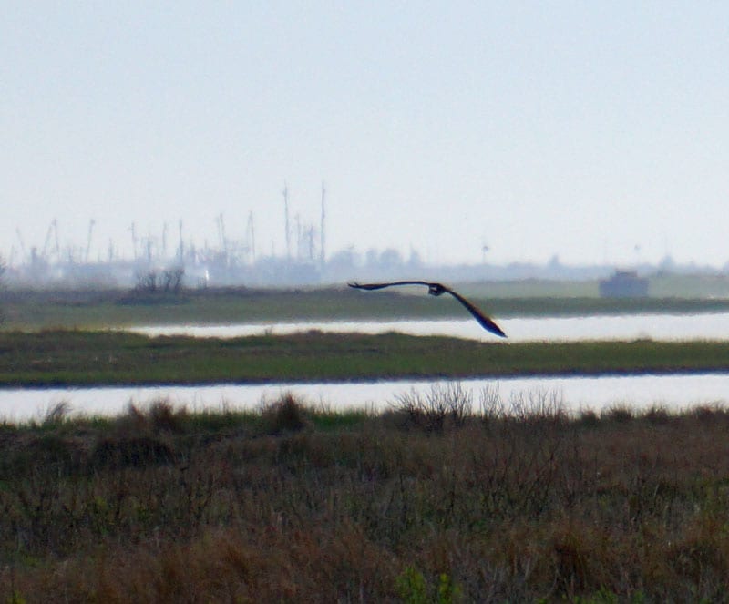 bird soaring sky Munn Point