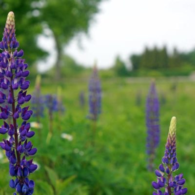 Purple Lupine in meadow