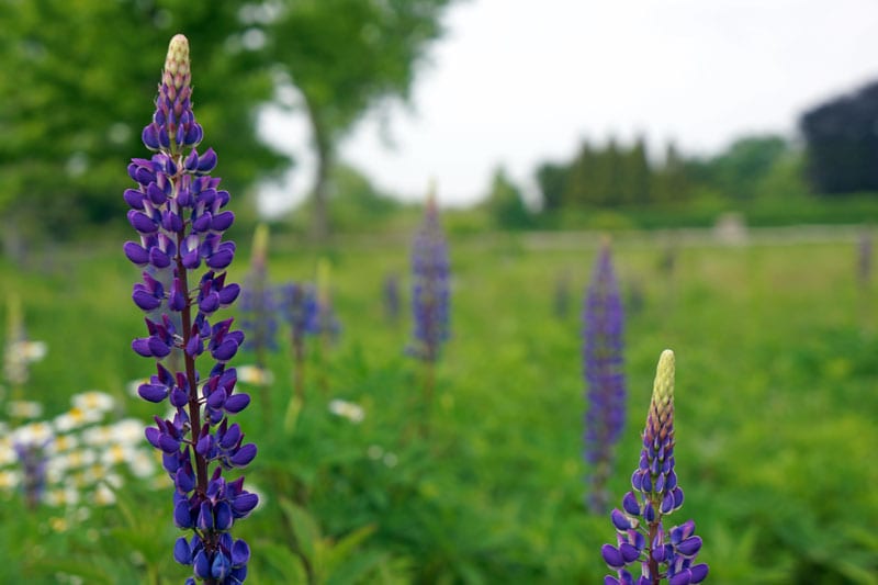 Purple Lupine in meadow