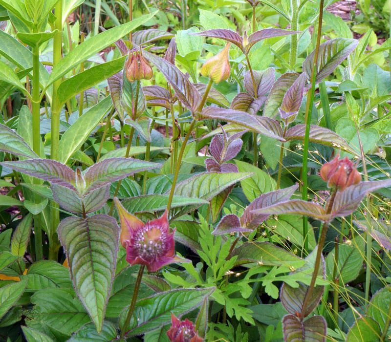 wild flowers and shrubs