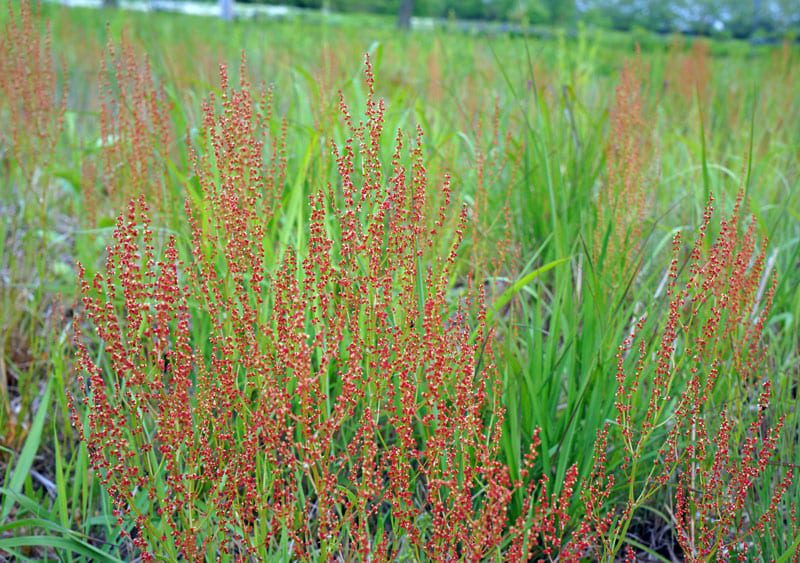 Flowering grass and shrubs Old Town