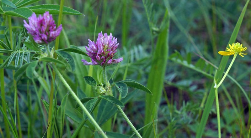 Red clover