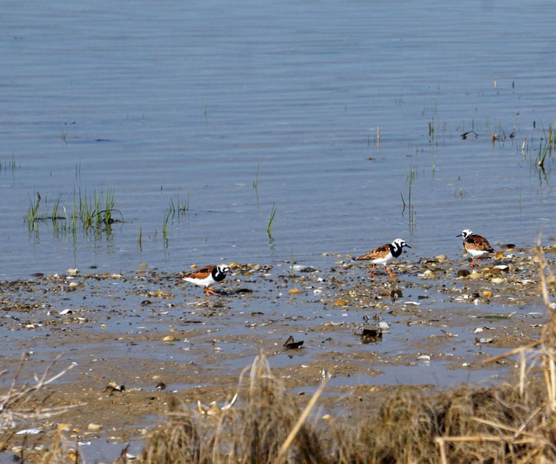 Ruddy Turnstone