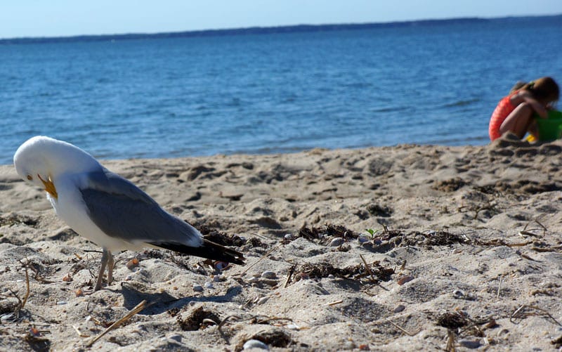 Seagull and Luce