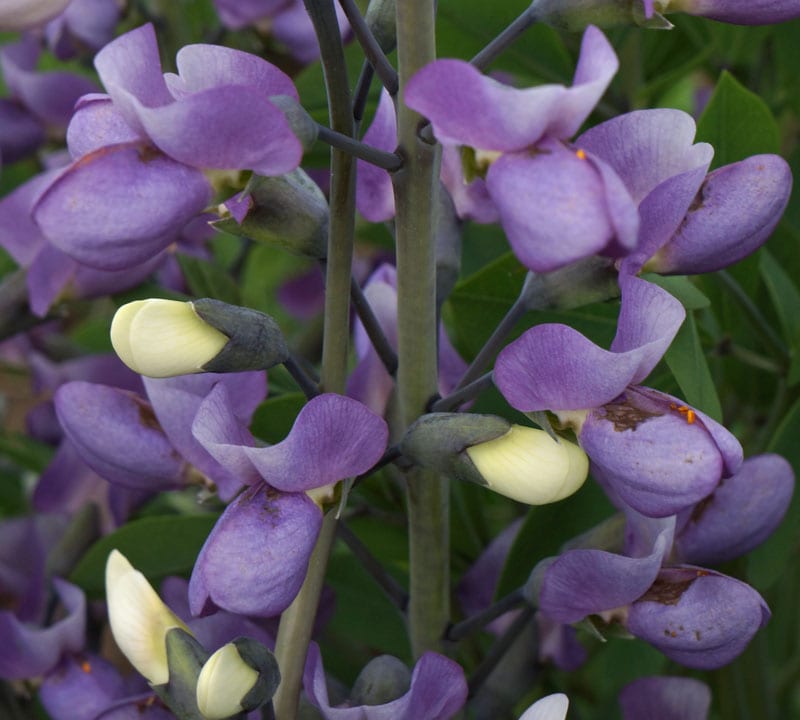 Close up Lupine flowers