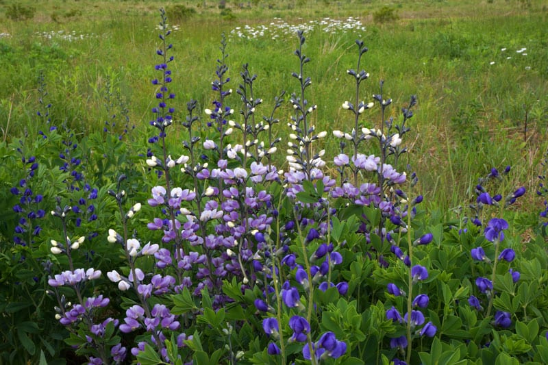 white and purple lupines