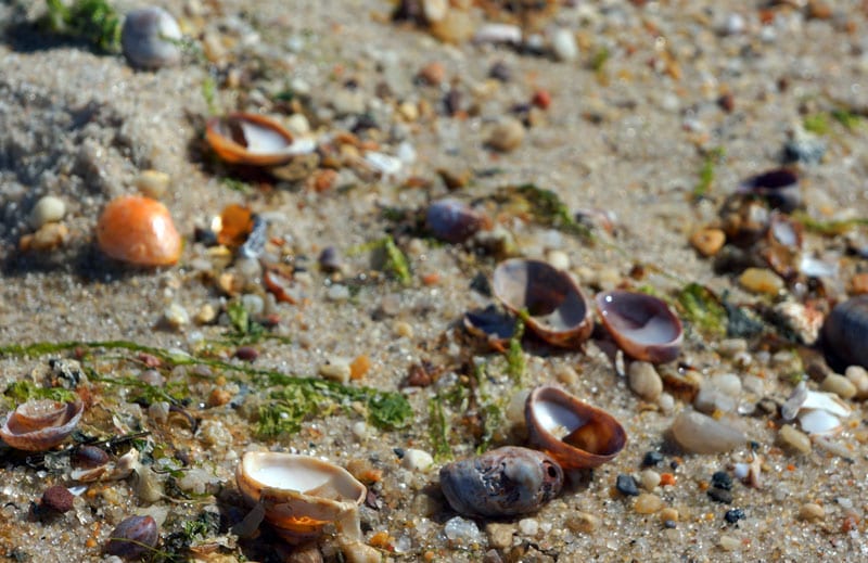shells stones Long Beach